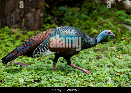 Pfauentruthuhn, Meleagris Ocellata, Tikal Nationalpark Parque Nacional Tikal, UNESCO-Weltkulturerbe, Guatemala. Stockfoto