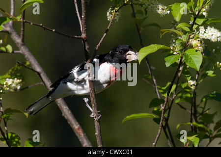 Männliche Rose – Breasted Kernbeißer Stockfoto