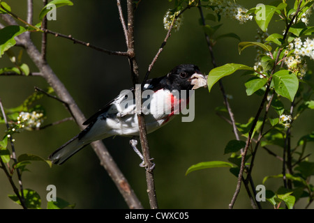 Männliche Rose – Breasted Kernbeißer Stockfoto