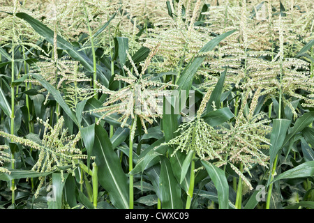 Mais, Quaste Bühne Pollen produzieren männliche Blüten. Stockfoto