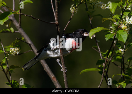 Männliche Rose – Breasted Kernbeißer Stockfoto