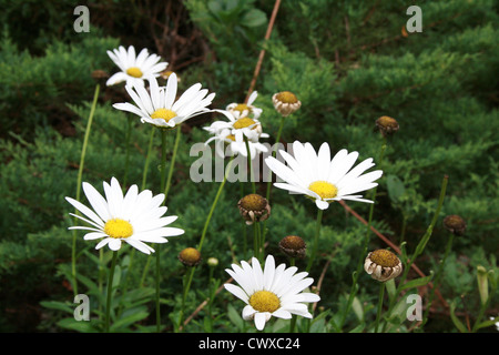 weiße Blume Bilder Daisy kleinen winzigen Wildblumen Bilder und Fotos Stockfoto