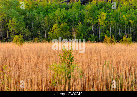 Röhrichten entlang der Ufer des Robinson See, Greater Sudbury, Ontario, Kanada Stockfoto