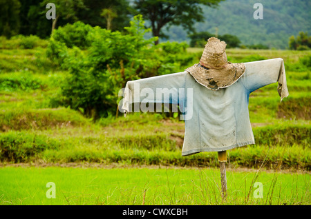 Thai Vogelscheuche im Reisfeld grün Stockfoto