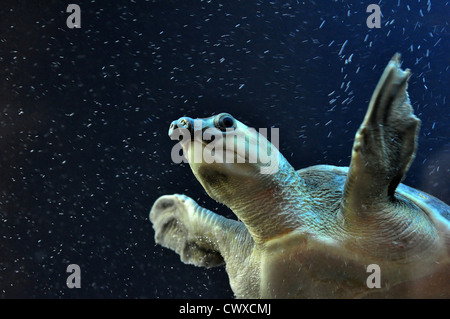 Porträt einer Schwein Nase Schildkröte Stockfoto