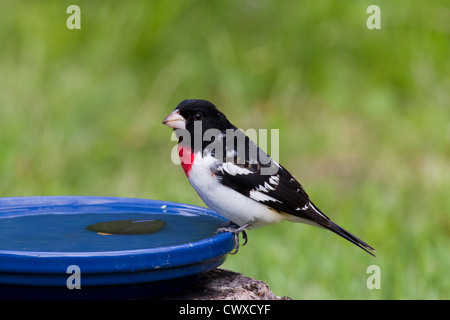 Männliche Rose – Breasted Kernbeißer thront auf einem Vogelbad Stockfoto