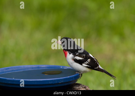 Männliche Rose – Breasted Kernbeißer thront auf einem Vogelbad Stockfoto