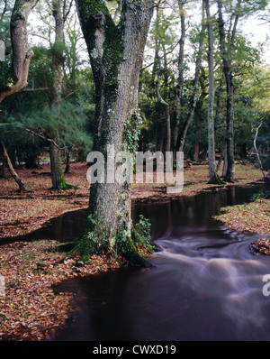 Ober Wasser im New Forest nach starkem Regen. Stockfoto