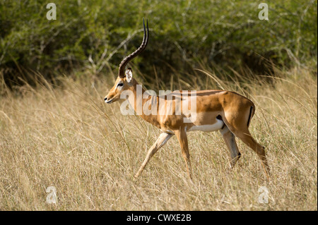 Männlichen Impala (Aepyceros Melampus), Akagera Nationalpark, Ruanda Stockfoto