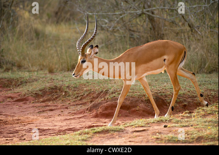 Männlichen Impala (Aepyceros Melampus), Akagera Nationalpark, Ruanda Stockfoto