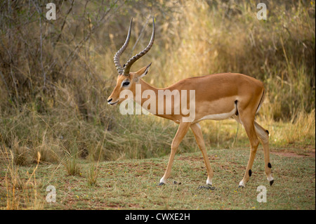 Männlichen Impala (Aepyceros Melampus), Akagera Nationalpark, Ruanda Stockfoto