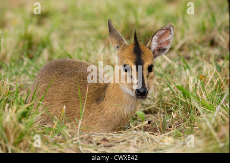 Gemeinsamen Duiker, Sylvicapra Grimmia, Akagera Nationalpark, Ruanda Stockfoto