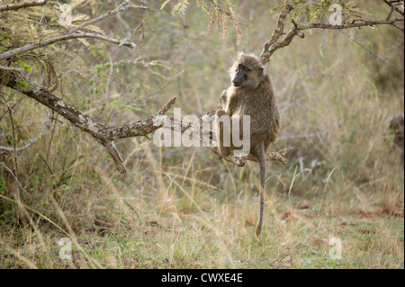 Olive Pavian (Papio Cynocephalus Anubis), Akagera Nationalpark, Ruanda Stockfoto