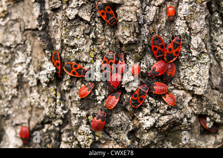 Firebug befindet sich auf einem Baum Stockfoto