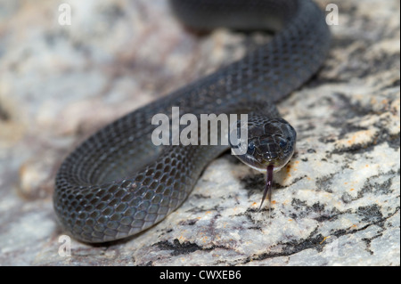 Weißlippen-Schlange, Crotaphopeltis Hotmboeia, Akagera Nationalpark, Ruanda Stockfoto