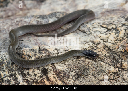 Weißlippen-Schlange, Crotaphopeltis Hotmboeia, Akagera Nationalpark, Ruanda Stockfoto