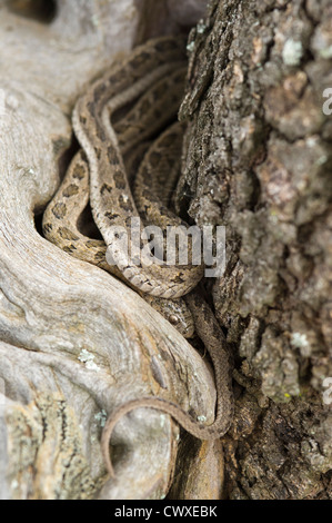 Gemeinsame oder rhombischen Ei-Esser, Dasypeltis Scabra, Akagera Nationalpark, Ruanda Stockfoto