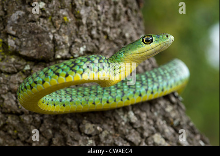 Gefleckte Busch Schlange, Philothamnus Semivariegatus Akagera Nationalpark, Ruanda Stockfoto