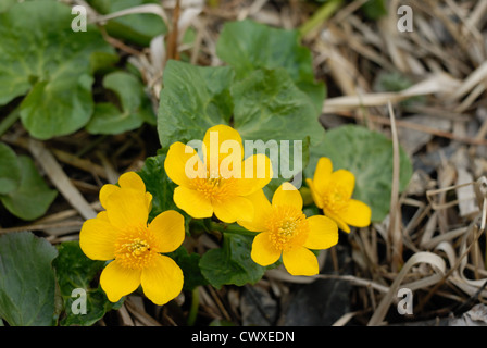 Marsh Marigold (Caltha Palustris) Frühling am Ufer des Baches. Stockfoto