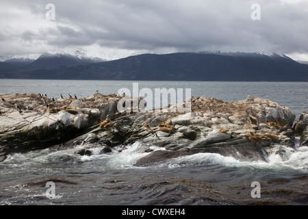 Südliche Seelöwen & Kormorane ruht auf den Inseln von Tierra Del Fuego, Ushuaia, Feuerland, Argentinien, Südamerika Stockfoto