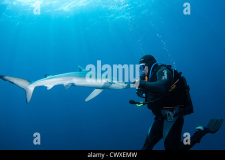 Köder Tauchgang mit einem blau-Hai vor der Küste Cape Town, Südafrika Stockfoto