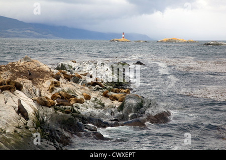 Südliche Seelöwen & Kormorane ruht auf der Inseln von Tierra Del Fuego mit Les légions Leuchtturm im Hintergrund Stockfoto