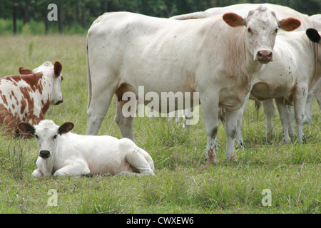 Tiere auf dem Bauernhof Kuh Vieh Stockfoto