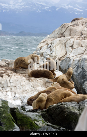 Südliche Seelöwen ruht auf den Inseln vor Ushuaia, Feuerland, Argentinien, Südamerika Stockfoto