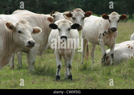 Tiere auf dem Bauernhof Kuh Vieh Stockfoto