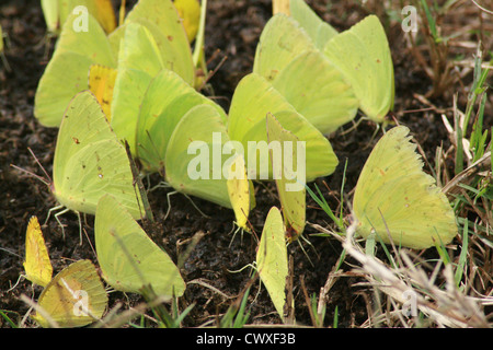 gelben Schmetterling Bild Schmetterlinge Stockfoto