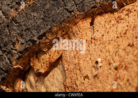 Kork-Kruste. Natürliche Stück Holz Stockfoto