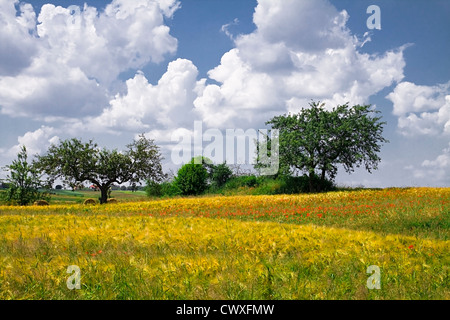 Frühling Landschaft - gelbes Feld einsame Baum und der blaue Himmel Stockfoto
