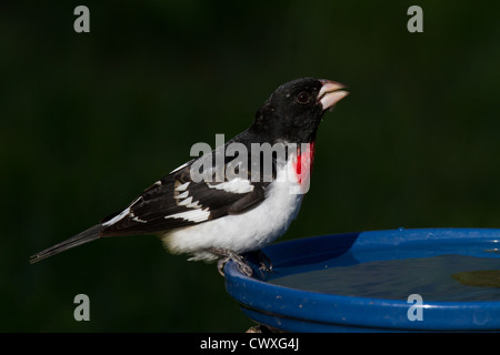 Männliche Rose – Breasted Kernbeißer auf Vogelbad Stockfoto