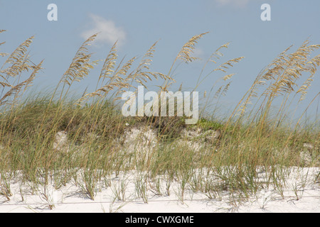 Strand Sanddünen und hohen Schilfgras Stockfoto