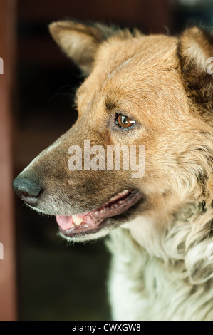 Thai Hunderasse bangkeaw Stockfoto