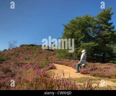 Steinige Sprung, der Teufel Sprünge Frensham. Stockfoto