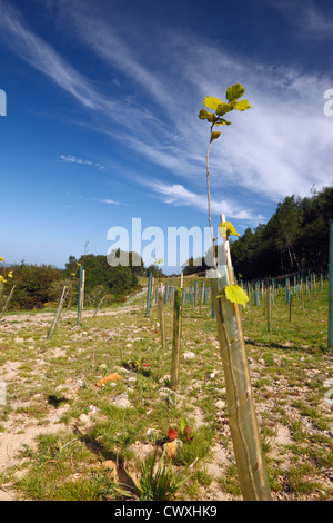 Die Lage der alten A3 London Portsmouth Road in Hindhead, kurz nach der mit Bäumen bepflanzt wird. September 2012. Stockfoto