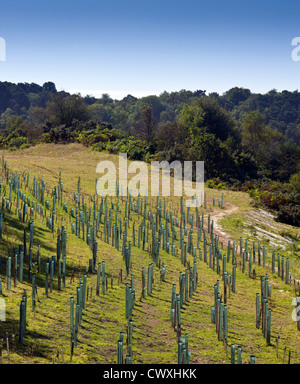 Die Lage der alten A3 London-Portsmouth Road bei Hindhead, kurz nachdem sie mit Bäumen neu bepflanzt wurde. Stockfoto