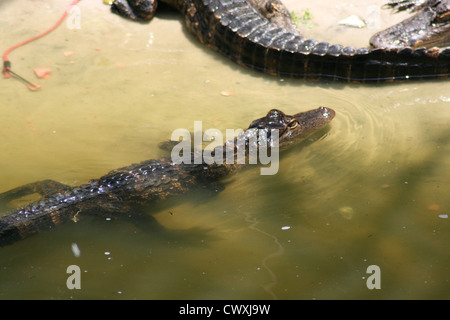 Alligatoren Alligator Stockfoto