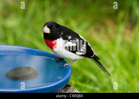 Männliche Rose – Breasted Kernbeißer auf Vogelbad Stockfoto