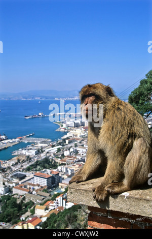 8046. Barbary Affe, Gibraltar Stockfoto