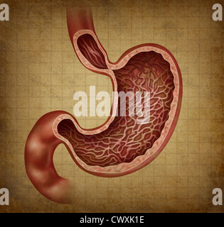 Magen Anatomie Diagramm des menschlichen Verdauungsorgane mit einem medizinischen Querschnitt im Inneren des Körperteils, die Gesundheit verdaut Stockfoto