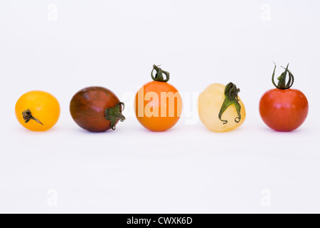 Lycopersicon Esculentum. Vielzahl von frisch gepflückten Tomaten in einer Linie vor einem weißen Hintergrund. Stockfoto