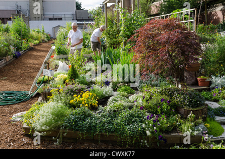 Urban Garten / Gartenbau - Arbeiten in den Gemeinschaftsgarten in Davie Village, Vancouver, Kanada in der Stadt Stockfoto