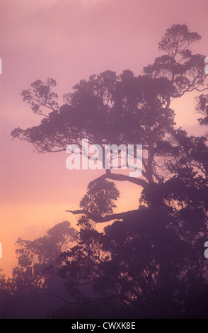 Ohia Bäume und Nebel bei Sonnenuntergang in native Hawaiian Baum Arten tropischer Regenwald im Kokee State Park, Kauai, Hawaii. Stockfoto