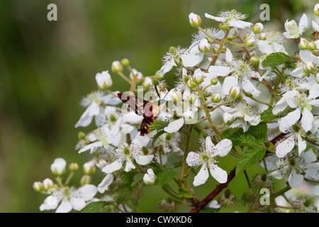 Kolibri Clearwing Moth nehmen Nektar aus einem Blackberry Busch Stockfoto