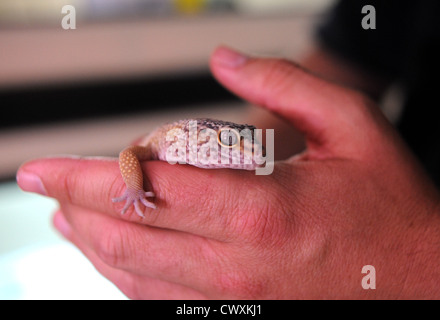 Ein Leopardgecko im RSPCA Reptil Rettungszentrum in Patcham Stockfoto