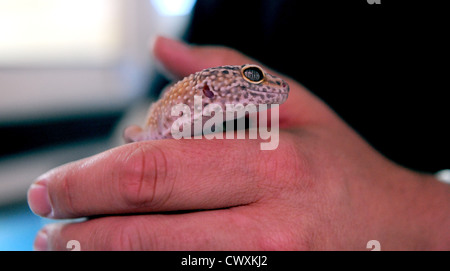 Ein Leopardgecko im RSPCA Reptil Rettungszentrum in Patcham Stockfoto