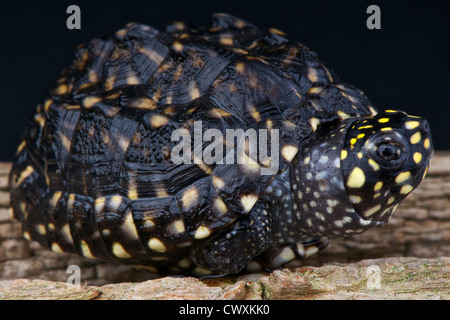 Sumpfschildkröte entdeckt / Geoclemys Hamiltonii Stockfoto