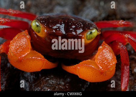 Rot Vampir Krabben / Geosesarma Notophorum Stockfoto